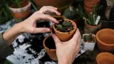 Iemands hand beweegt wat vuil/grond in een bloempot