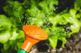Een gieter besproeit enkele planten met water