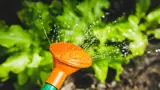 Een gieter besproeit enkele planten met water
